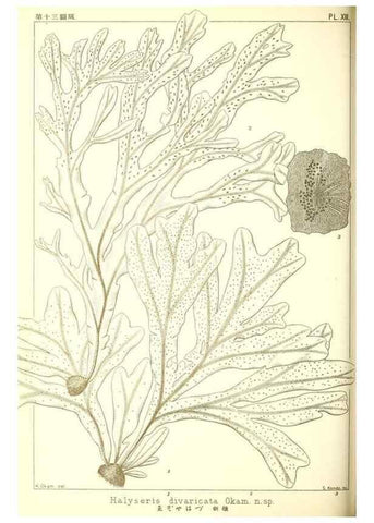 Reproducción/Reproduction 49673883771: Icones of Japanese algae.. Tokyo,Kazamashobo[1907-1942]. 