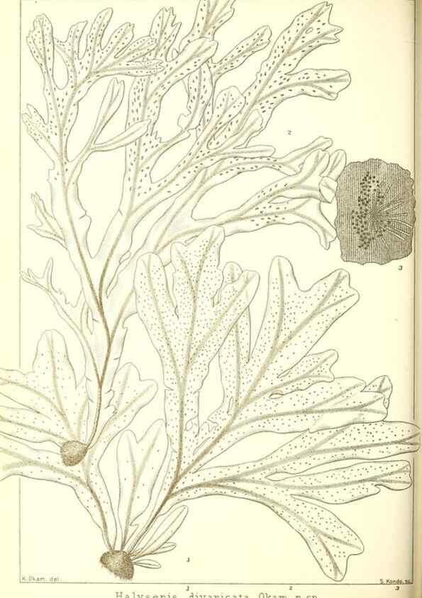 Reproducción/Reproduction 49673883771: Icones of Japanese algae.. Tokyo,Kazamashobo[1907-1942]. 