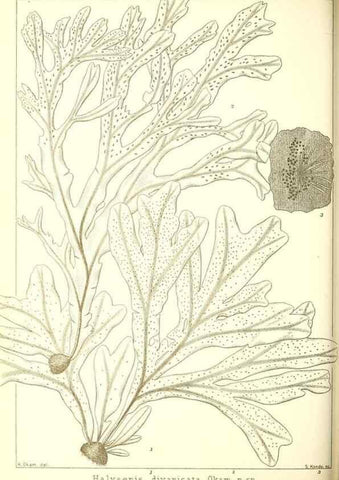 Reproducción/Reproduction 49673883771: Icones of Japanese algae.. Tokyo,Kazamashobo[1907-1942]. 