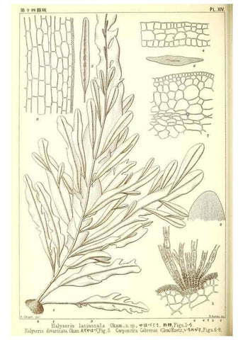 Reproducción/Reproduction 49673883961: Icones of Japanese algae.. Tokyo,Kazamashobo[1907-1942]. 