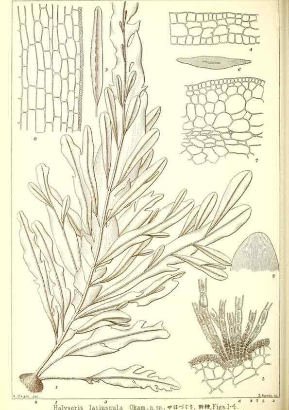Reproducción/Reproduction 49673883961: Icones of Japanese algae.. Tokyo,Kazamashobo[1907-1942]. 