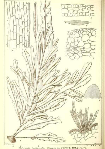 Reproducción/Reproduction 49673883961: Icones of Japanese algae.. Tokyo,Kazamashobo[1907-1942]. 