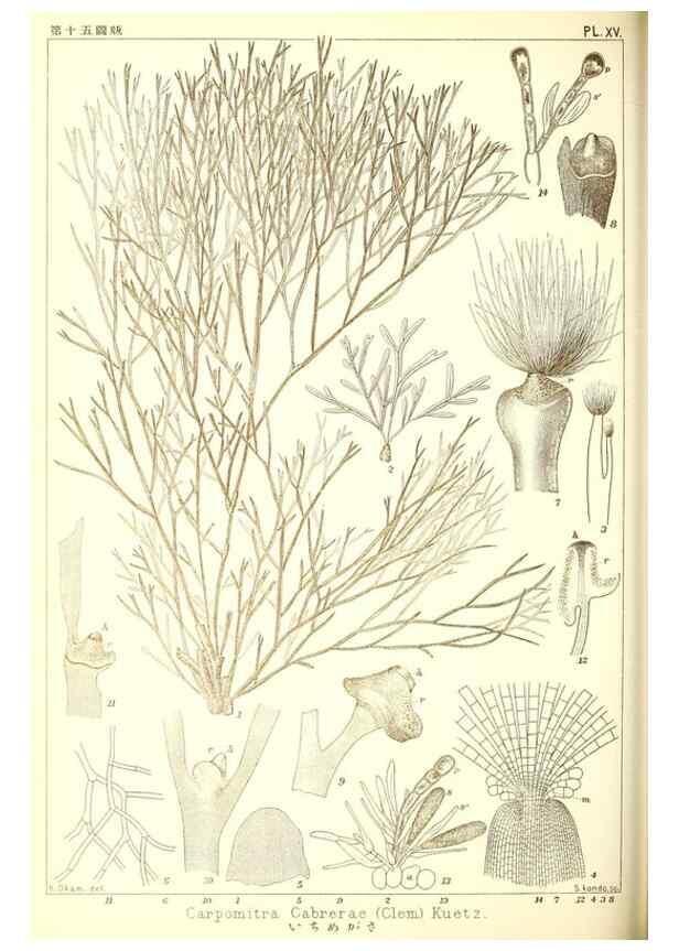 Reproducción/Reproduction 49673342353: Icones of Japanese algae.. Tokyo,Kazamashobo[1907-1942]. 