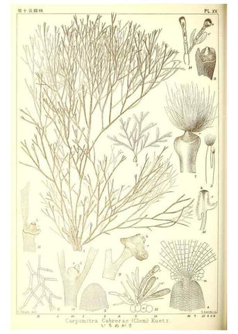 Reproducción/Reproduction 49673342353: Icones of Japanese algae.. Tokyo,Kazamashobo[1907-1942]. 