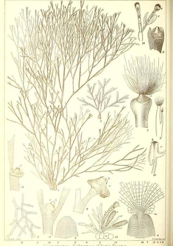 Reproducción/Reproduction 49673342353: Icones of Japanese algae.. Tokyo,Kazamashobo[1907-1942]. 