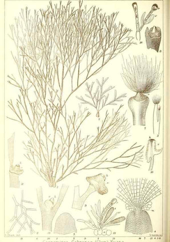 Reproducción/Reproduction 49673342353: Icones of Japanese algae.. Tokyo,Kazamashobo[1907-1942]. 