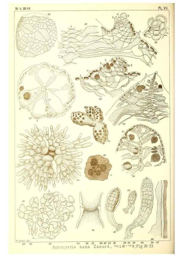 Reproducción/Reproduction 49673882226: Icones of Japanese algae.. Tokyo,Kazamashobo[1907-1942]. 