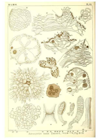 Reproducción/Reproduction 49673882226: Icones of Japanese algae.. Tokyo,Kazamashobo[1907-1942]. 