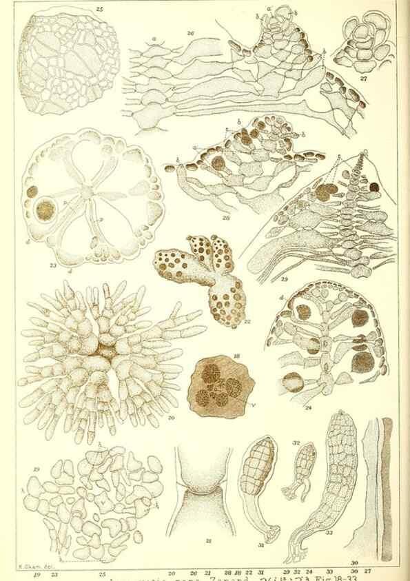 Reproducción/Reproduction 49673882226: Icones of Japanese algae.. Tokyo,Kazamashobo[1907-1942]. 