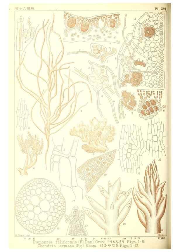 Reproducción/Reproduction 49673884541: Icones of Japanese algae.. Tokyo,Kazamashobo[1907-1942]. 