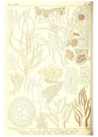 Reproducción/Reproduction 49673884541: Icones of Japanese algae.. Tokyo,Kazamashobo[1907-1942]. 