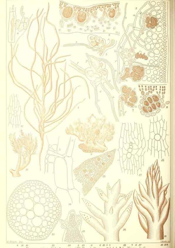 Reproducción/Reproduction 49673884541: Icones of Japanese algae.. Tokyo,Kazamashobo[1907-1942]. 