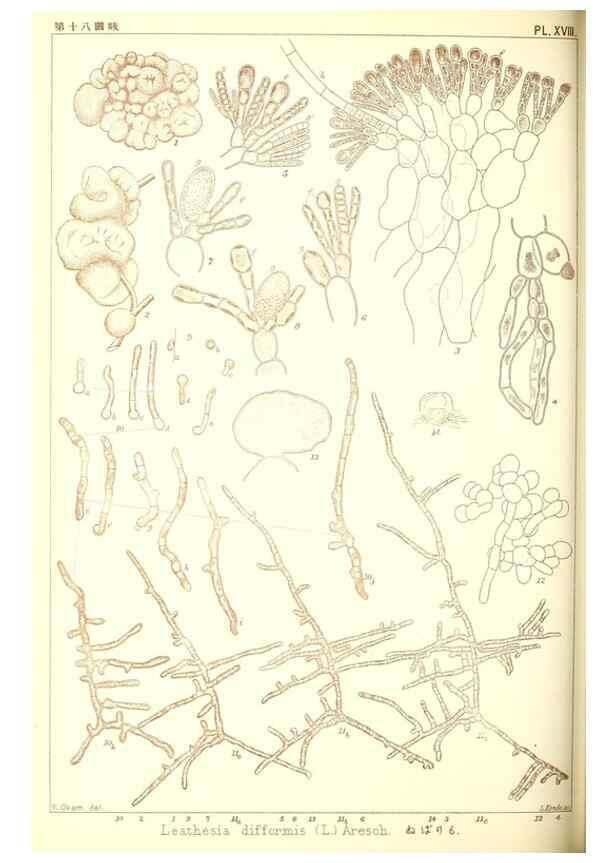Reproducción/Reproduction 49673885006: Icones of Japanese algae.. Tokyo,Kazamashobo[1907-1942]. 