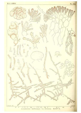 Reproducción/Reproduction 49673885006: Icones of Japanese algae.. Tokyo,Kazamashobo[1907-1942]. 