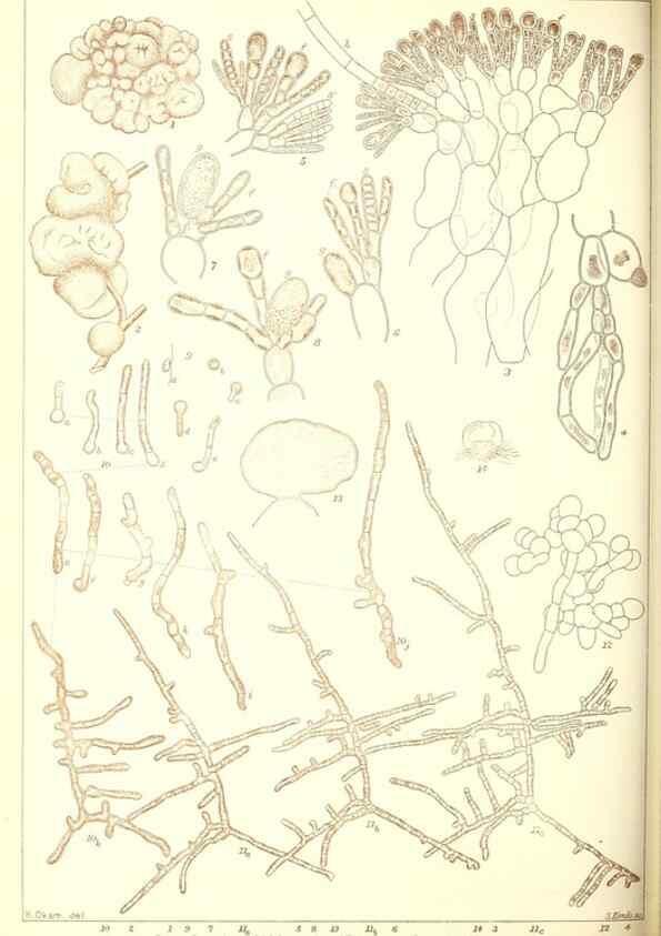 Reproducción/Reproduction 49673885006: Icones of Japanese algae.. Tokyo,Kazamashobo[1907-1942]. 