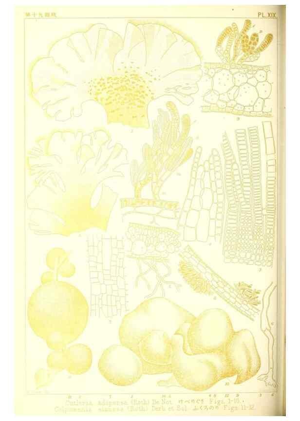 Reproducción/Reproduction 49673885201: Icones of Japanese algae.. Tokyo,Kazamashobo[1907-1942]. 