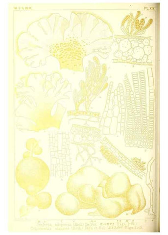 Reproducción/Reproduction 49673885201: Icones of Japanese algae.. Tokyo,Kazamashobo[1907-1942]. 
