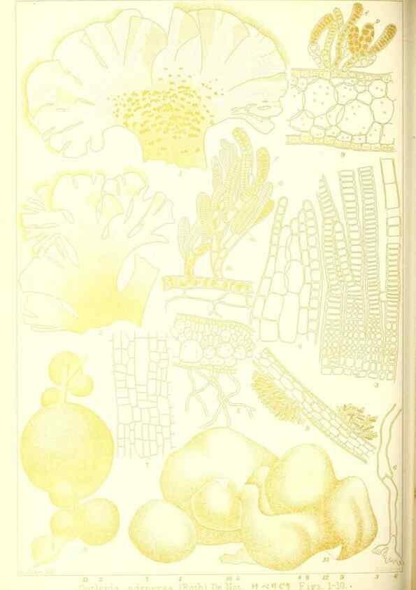 Reproducción/Reproduction 49673885201: Icones of Japanese algae.. Tokyo,Kazamashobo[1907-1942]. 