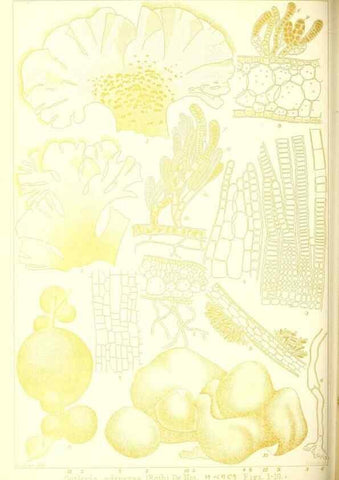 Reproducción/Reproduction 49673885201: Icones of Japanese algae.. Tokyo,Kazamashobo[1907-1942]. 