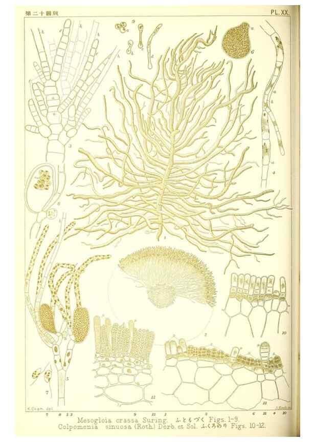 Reproducción/Reproduction 49674166017: Icones of Japanese algae.. Tokyo,Kazamashobo[1907-1942]. 