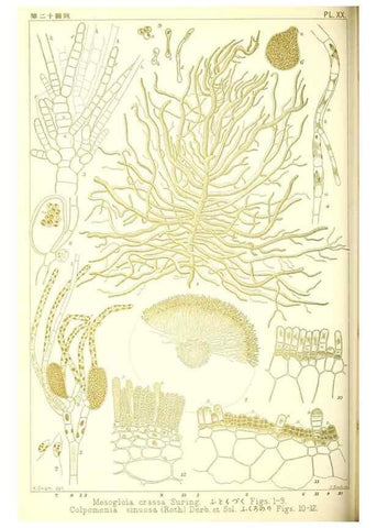 Reproducción/Reproduction 49674166017: Icones of Japanese algae.. Tokyo,Kazamashobo[1907-1942]. 