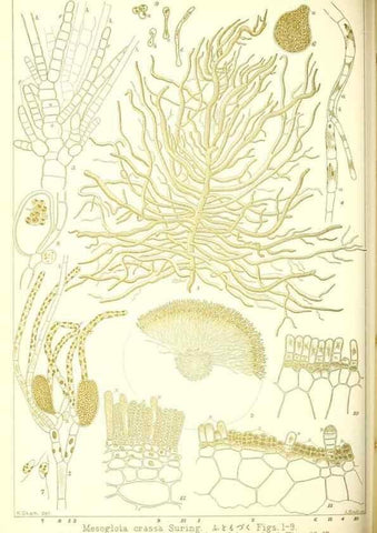 Reproducción/Reproduction 49674166017: Icones of Japanese algae.. Tokyo,Kazamashobo[1907-1942]. 