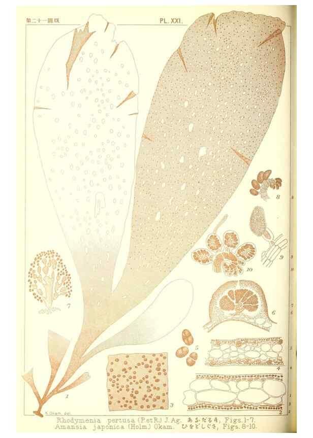Reproducción/Reproduction 49673885776: Icones of Japanese algae.. Tokyo,Kazamashobo[1907-1942]. 