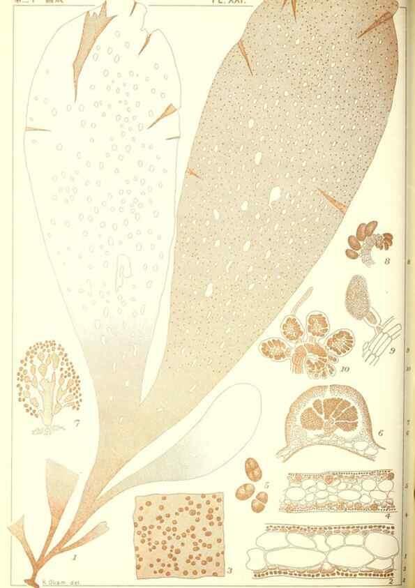 Reproducción/Reproduction 49673885776: Icones of Japanese algae.. Tokyo,Kazamashobo[1907-1942]. 