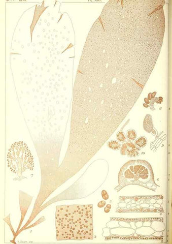 Reproducción/Reproduction 49673885776: Icones of Japanese algae.. Tokyo,Kazamashobo[1907-1942]. 