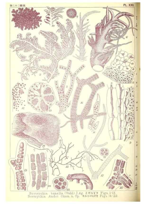 Reproducción/Reproduction 49674166542: Icones of Japanese algae.. Tokyo,Kazamashobo[1907-1942]. 