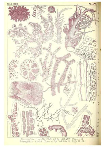 Reproducción/Reproduction 49674166542: Icones of Japanese algae.. Tokyo,Kazamashobo[1907-1942]. 