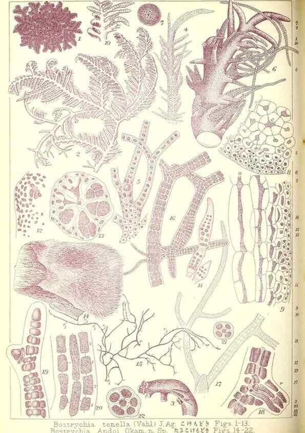 Reproducción/Reproduction 49674166542: Icones of Japanese algae.. Tokyo,Kazamashobo[1907-1942]. 