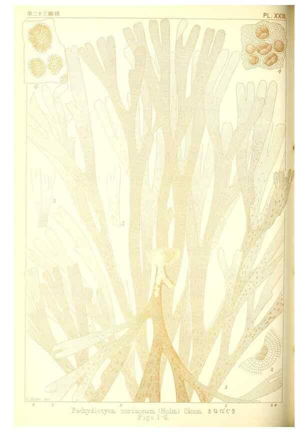 Reproducción/Reproduction 49673344578: Icones of Japanese algae.. Tokyo,Kazamashobo[1907-1942]. 