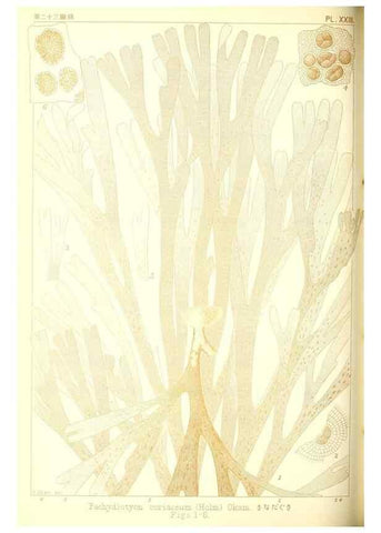 Reproducción/Reproduction 49673344578: Icones of Japanese algae.. Tokyo,Kazamashobo[1907-1942]. 