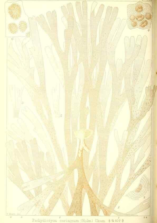 Reproducción/Reproduction 49673344578: Icones of Japanese algae.. Tokyo,Kazamashobo[1907-1942]. 