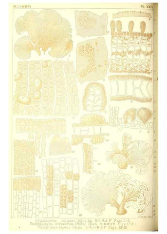 Reproducción/Reproduction 49673344883: Icones of Japanese algae.. Tokyo,Kazamashobo[1907-1942]. 