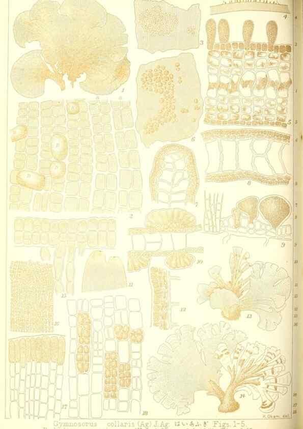 Reproducción/Reproduction 49673344883: Icones of Japanese algae.. Tokyo,Kazamashobo[1907-1942]. 