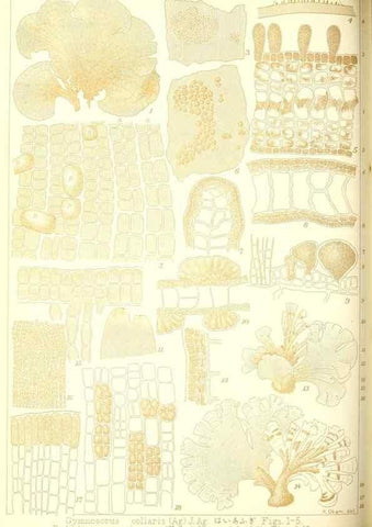 Reproducción/Reproduction 49673344883: Icones of Japanese algae.. Tokyo,Kazamashobo[1907-1942]. 