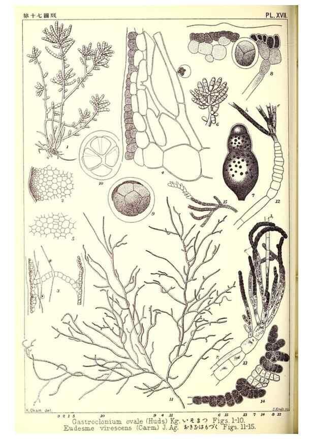 Reproducción/Reproduction 49673884736: Icones of Japanese algae.. Tokyo,Kazamashobo[1907-1942]. 