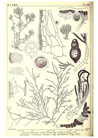 Reproducción/Reproduction 49673884736: Icones of Japanese algae.. Tokyo,Kazamashobo[1907-1942]. 