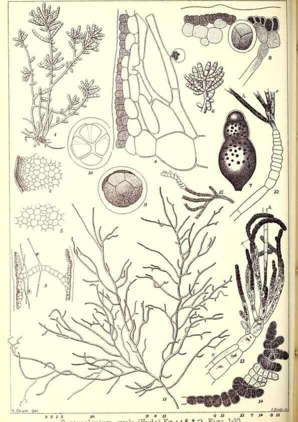 Reproducción/Reproduction 49673884736: Icones of Japanese algae.. Tokyo,Kazamashobo[1907-1942]. 