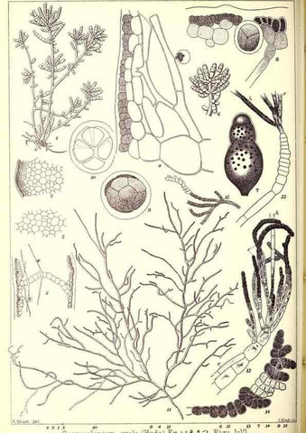 Reproducción/Reproduction 49673884736: Icones of Japanese algae.. Tokyo,Kazamashobo[1907-1942]. 