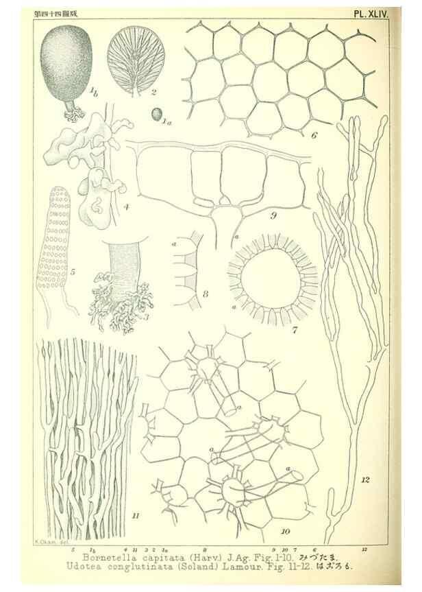 Reproducción/Reproduction 49673892351: Icones of Japanese algae.. Tokyo,Kazamashobo[1907-1942]. 