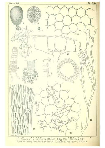 Reproducción/Reproduction 49673892351: Icones of Japanese algae.. Tokyo,Kazamashobo[1907-1942]. 