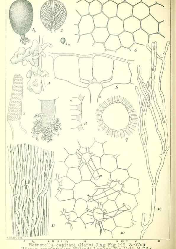 Reproducción/Reproduction 49673892351: Icones of Japanese algae.. Tokyo,Kazamashobo[1907-1942]. 