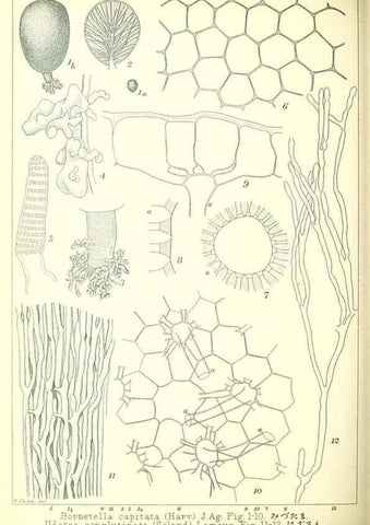 Reproducción/Reproduction 49673892351: Icones of Japanese algae.. Tokyo,Kazamashobo[1907-1942]. 