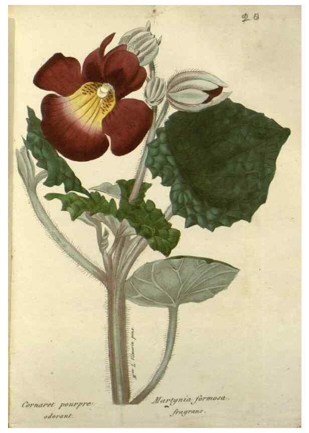 Reproducción/Reproduction 49647061293: Revue horticole.. Paris :Librairie agricole de la maison rustique,1829-1974.. 