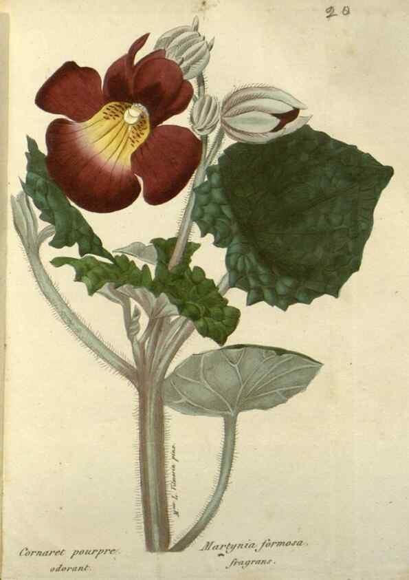 Reproducción/Reproduction 49647061293: Revue horticole.. Paris :Librairie agricole de la maison rustique,1829-1974.. 
