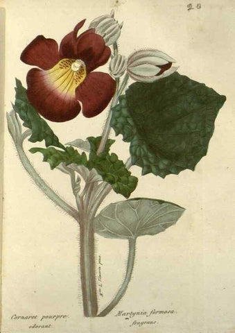 Reproducción/Reproduction 49647061293: Revue horticole.. Paris :Librairie agricole de la maison rustique,1829-1974.. 