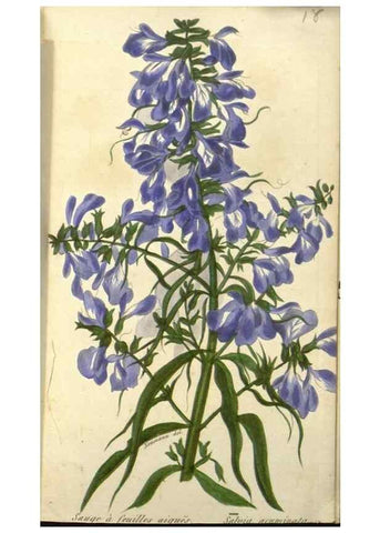 Reproducción/Reproduction 49647877617: Revue horticole.. Paris :Librairie agricole de la maison rustique,1829-1974.. 
